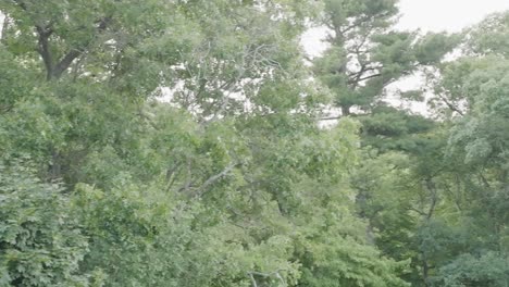 a drone turning near a foresty area