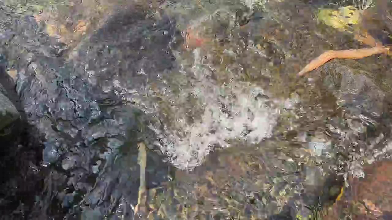 Air Jernih Mengalir di Atas Bebatuan di Aliran Sungai Hutan