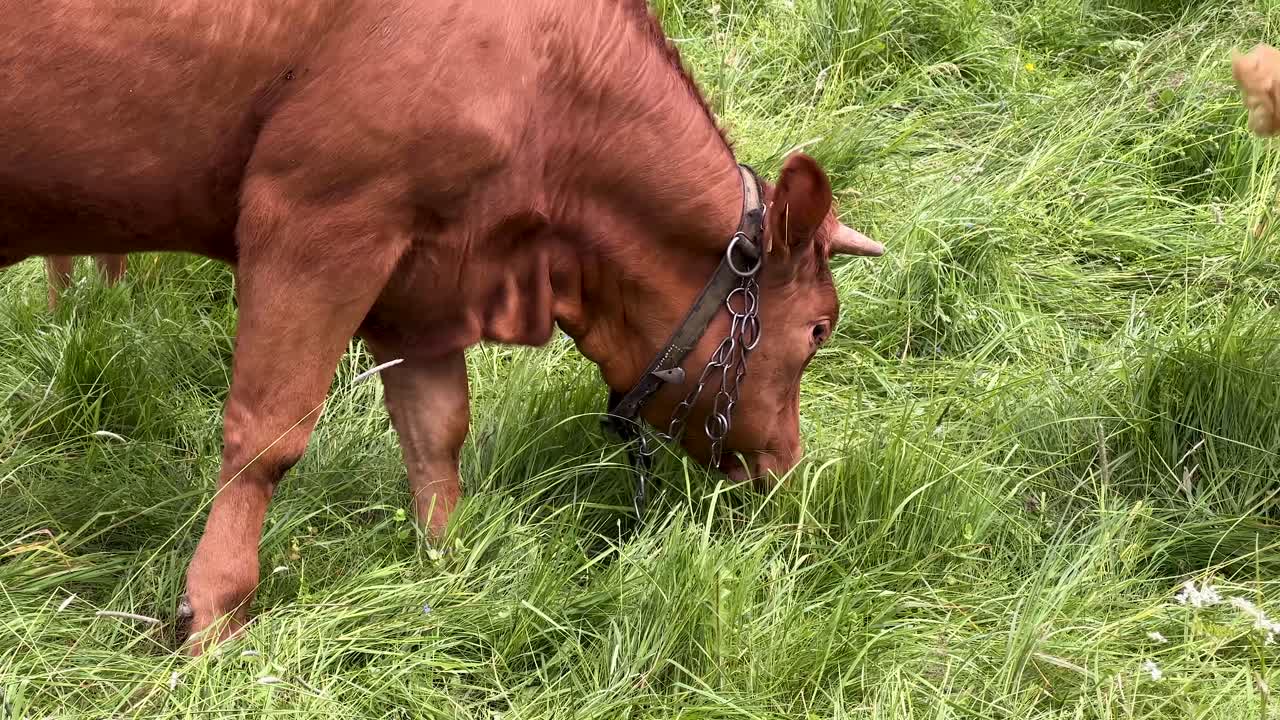 Brown cow grazing green grass in a field- medium closeup