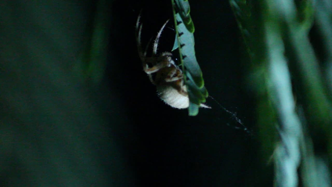 Kreuzspinne sitzt auf Blatt duckt sich im Wind Nachtaufnahme Makro Nahaufnahme
