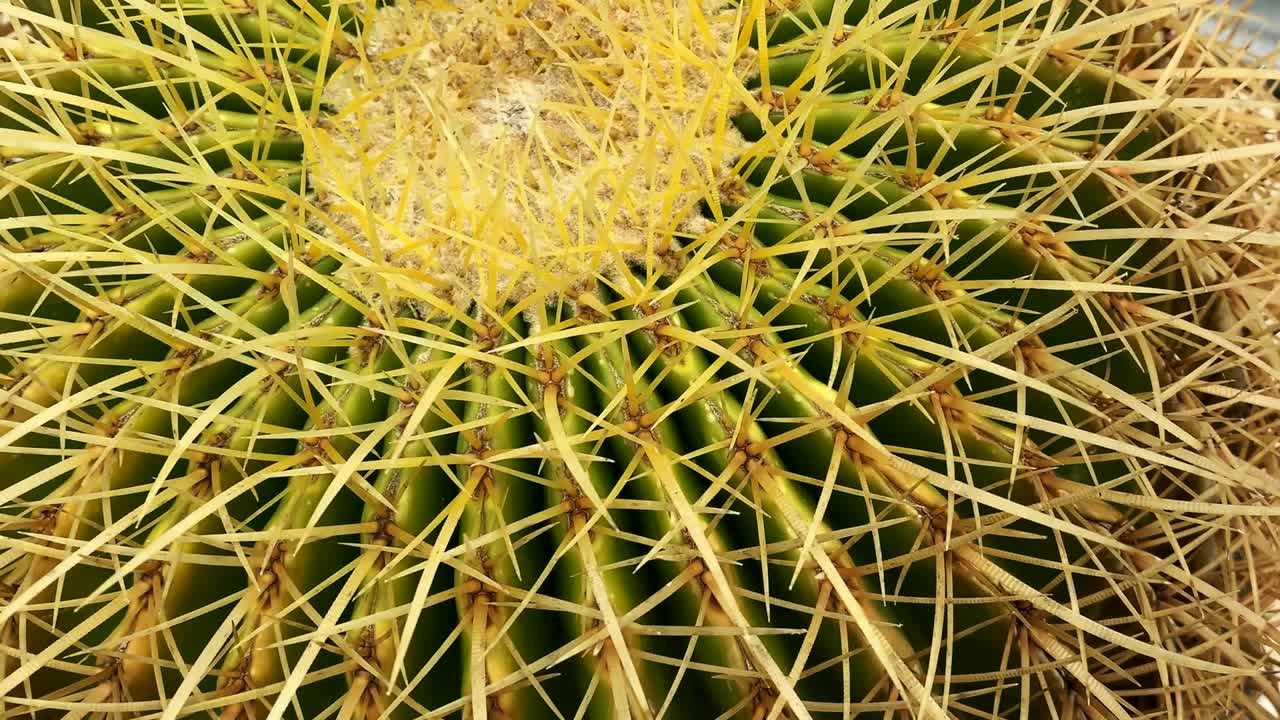 골든 에키노프시스 칼로클로라 터스 매크로 뷰