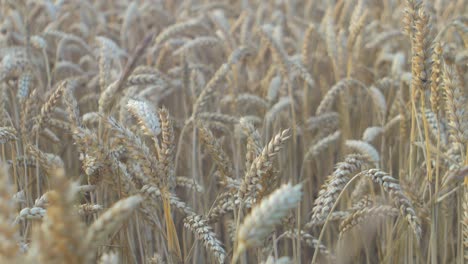 View-of-beautiful-ripe-golden-wheat-sprouts-in-the-cereal-field-at-sunset,-rich-harvest-concept,-close-up-shot