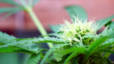 marihuana medicinal narcótico planta de cannabis ilegal prohibido invernadero cultivo de hierba herbaria
