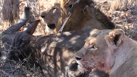 lioness and male lion lying next to killed prey in greater kruger national park, south africa