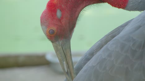 close-up of a red-crowned crane