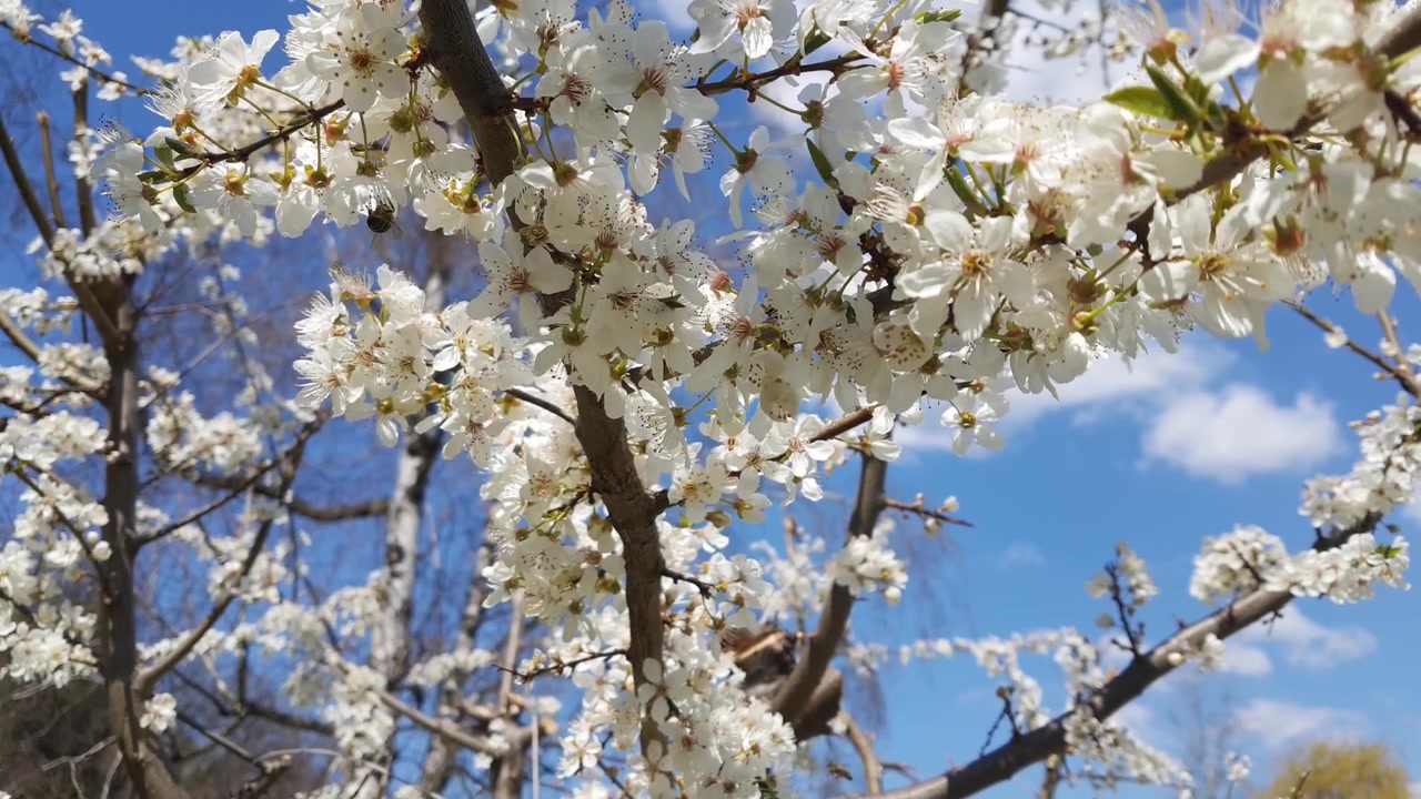Blossom tree in the spring time with white flowers and bees, close up