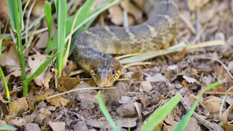 Video-Estático-De-Primer-Plano-De-Una-Serpiente-De-Agua-De-Vientre-Simple