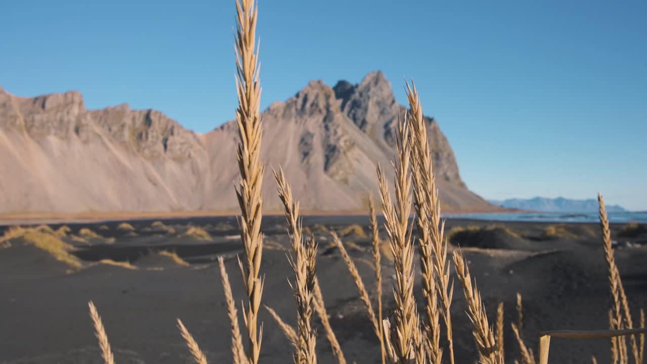 los tallos de hierba picos en la playa de arena negra debajo del pico de la montaña vestrahorn