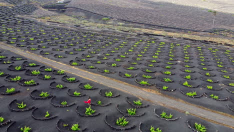 Rot-Gekleidete-Frau,-Die-Durch-Eine-Straße-In-Einer-Weinplantage-Auf-Lanzarote-Läuft,-Mit-Vielen-Kreisförmigen-Vulkanischen-Steinschutzmaßnahmen-Auf-Dem-Boden