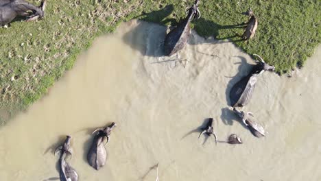 Top-down-shot-overhead-buffalo-wading-in-the-water-and-grazing-on-the-grass