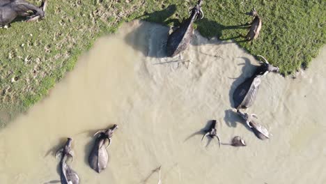 top-down shot overhead buffalo wading in the water and grazing on the grass