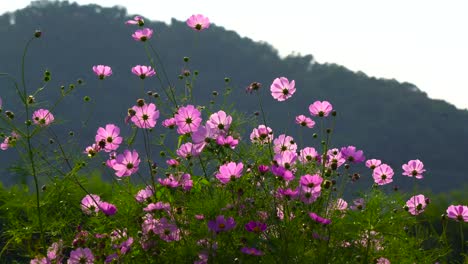 Flor-Rosa-Phlox-Salvaje-Todavía-Disparada-Al-Aire-Libre,-La-Flora-Florece-Durante-La-Primavera-En-Un-Día-Soleado