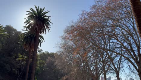 Palm-trees-and-Deciduous-Autumn-trees-on-Mounts-Bay-Road-in-Perth,-Western-Australia