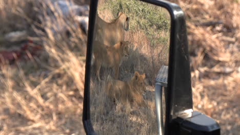 Looking-in-the-side-mirror-of-the-jeep-we-see-lions-next-to-the-vehicle