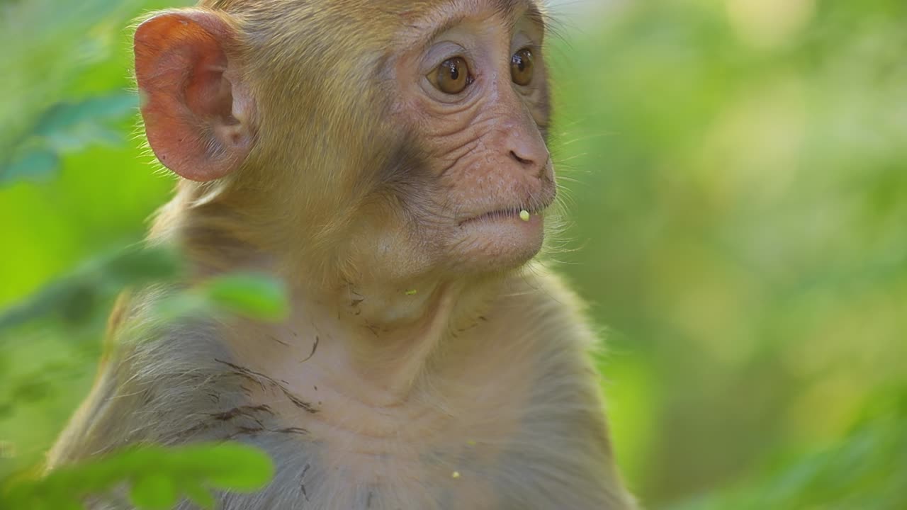 el macaco rhesus (macaca mulatta) en cámara lenta es una de las especies más conocidas de monos del viejo mundo. parque nacional de ranthambore sawai madhopur rajasthan india