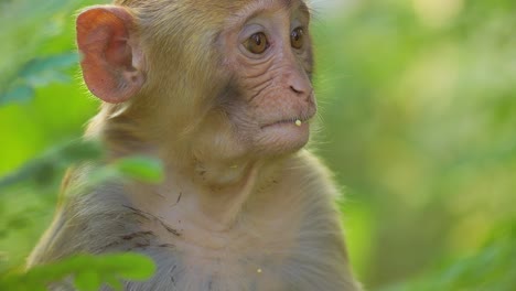 rhesus macaque (macaca mulatta) in slow motion is one of the best-known species of old world monkeys. ranthambore national park sawai madhopur rajasthan india