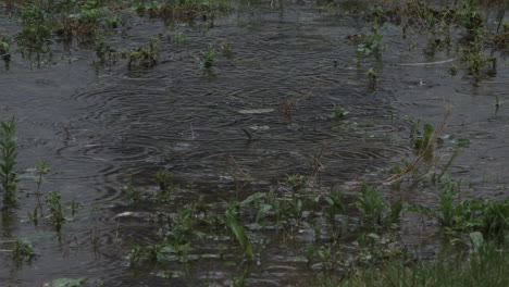 rain falling on flooded garden grass on overcast day