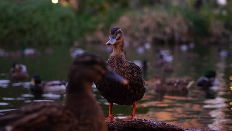 Nasse-Ente-Aus-Dem-Wasser-Bei-Sonnenuntergang-Mit-Seehintergrund-Und-Dahinter-Schwimmenden-Enten-Unscharf