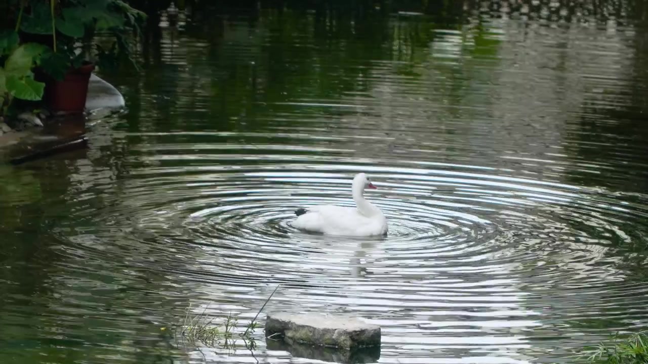 Vit coscorobasvan (Coscoroba coscoroba) med röd näbb och svarta vingspetsar simmar och putsar sig i en lugn damm med vattenkrusningar. Djurlivsscen från Kowloon Park, Hongkong.