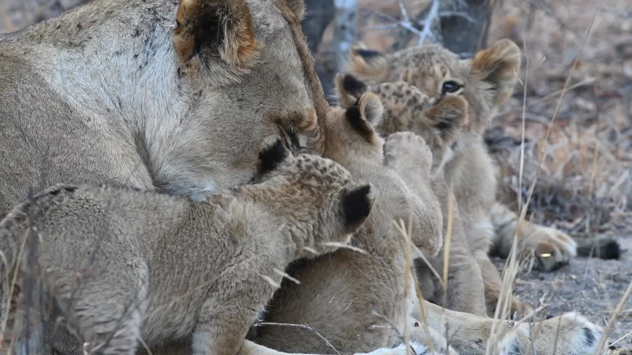 een close-up van een leeuwin die tussen haar welpen ligt en ze voorzichtig verzorgt in het sabi sands game reserve, greater kruger national park