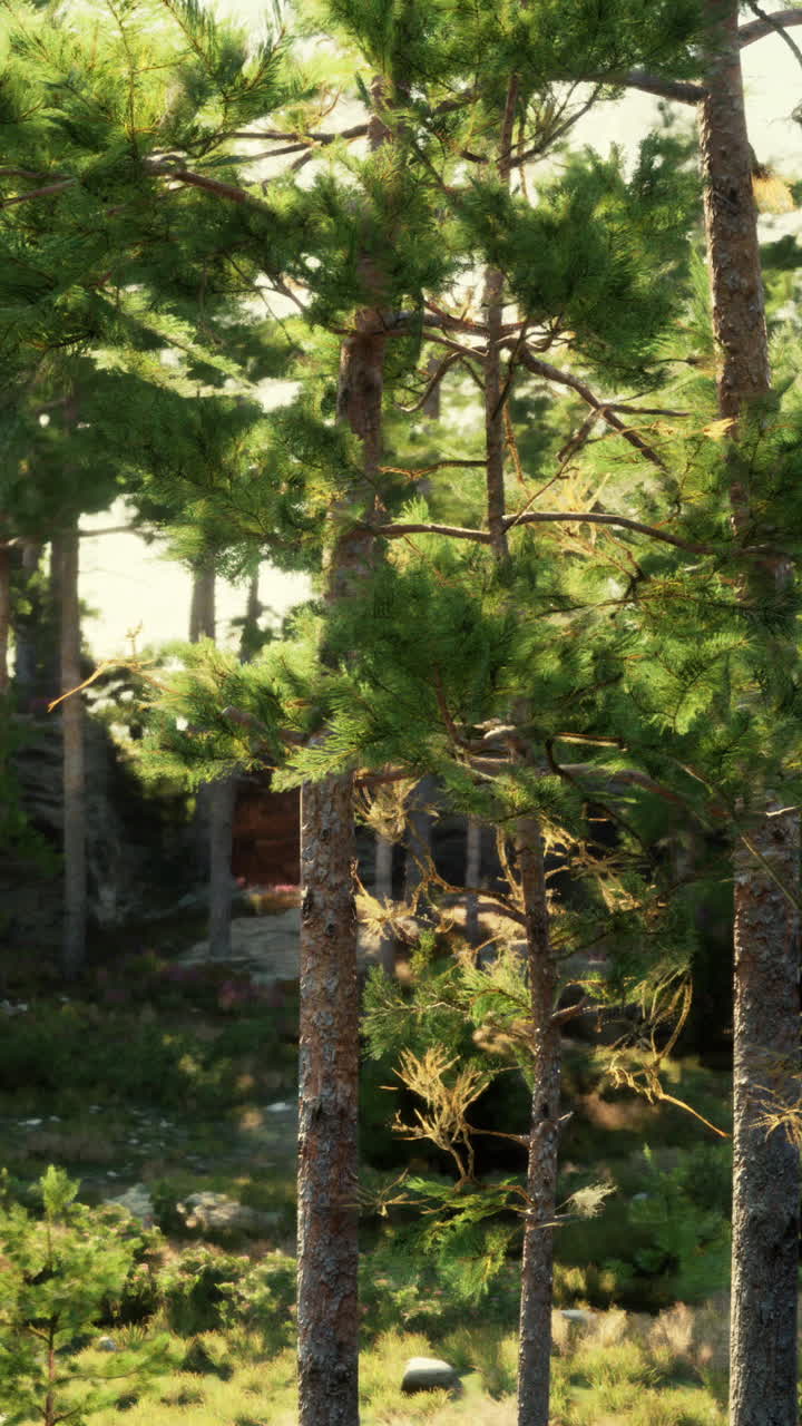 árboles de pino desafiando las probabilidades de crecer en una pila de rocas