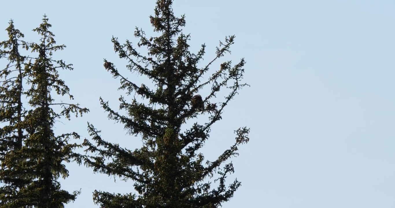 Bald eagle preening its feathers on a pine branch, Juneau, Alaska.
