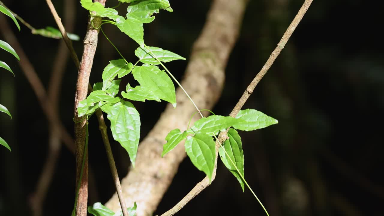 A series of frames showing a leaf on a branch in a dark forest. Flash lighting highlights the vibrant green foliage
