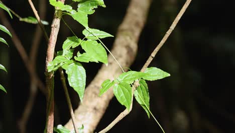 a series of frames showing a leaf on a branch in a dark forest. flash lighting highlights the vibrant green foliage