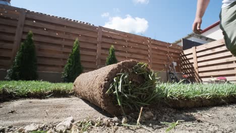 gardener laying lawn in private yard with wooden fence