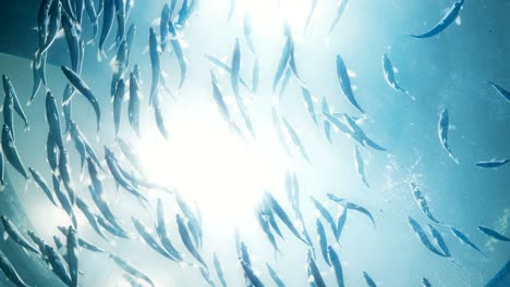 cinematic portrait of fish swimming overhead.
