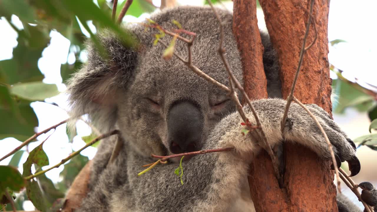 koala soñoliento, phascolarctos cinereus durmiendo profundamente en el árbol, abrazándose fuertemente en el tronco, foto de cerca de las especies de vida silvestre nativas de australia
