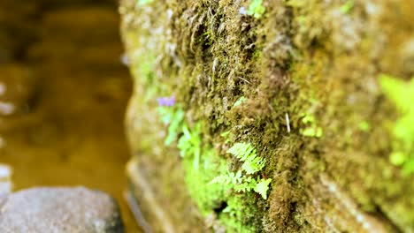 moss-covered rock beside a gentle stream