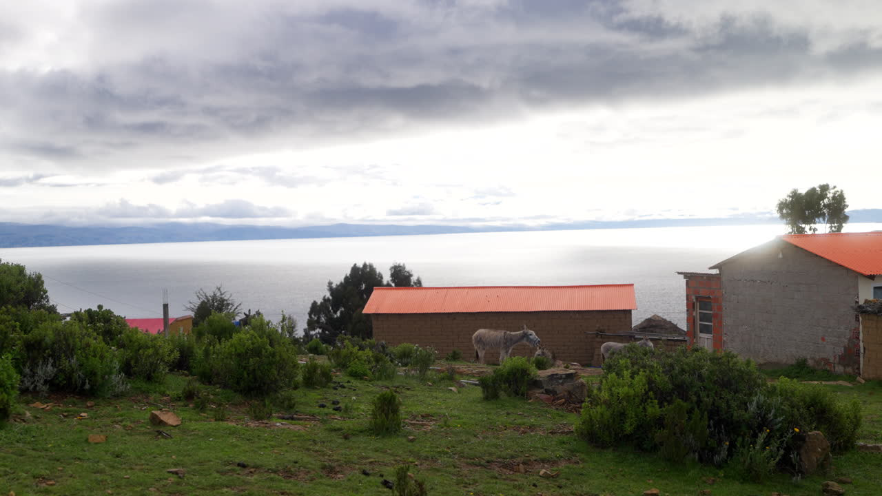 Bolivya'daki Titicaca Gölü'ne bakan Isla del Sol (Güneş Adası) çiftliğindeki eşekler. - geniş çekim.