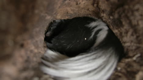 a skunk hides inside his log burrow forested animal close up