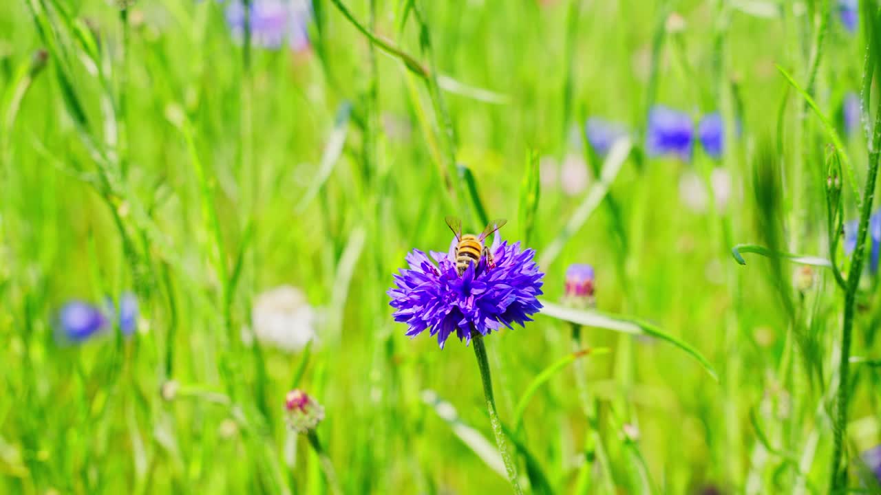 Macro overview of blooming blue cornflowers growing in grassy natural habitat