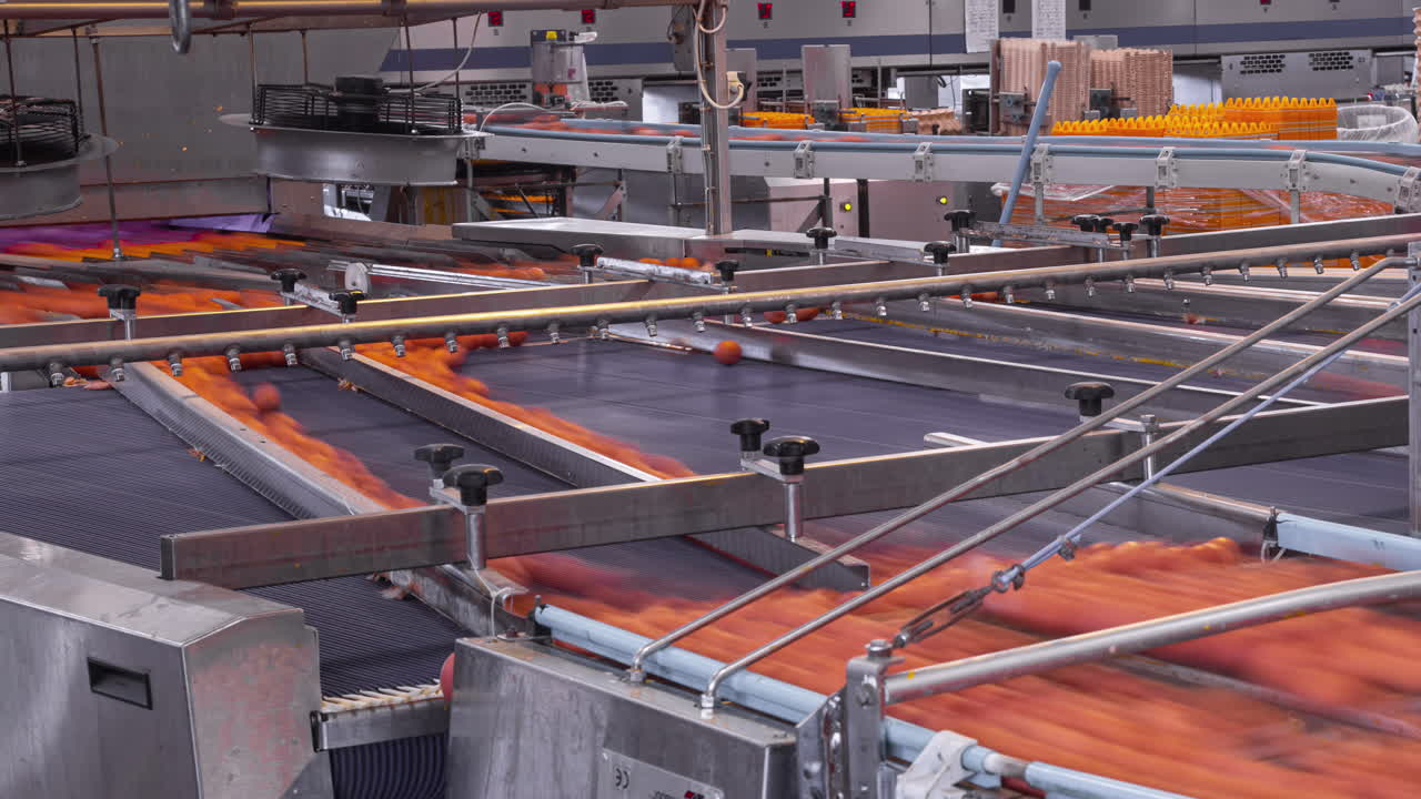 Timelapse of red eggs moving on a conveyor belt inside a poultry processing plant