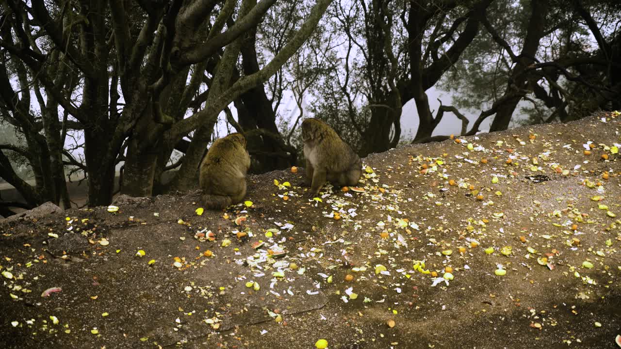 los monos felices comen frutas del suelo en gibraltar, vista estática