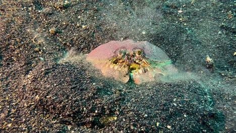 Große-Kastenkrabbe,-Die-Ruckartige-Bewegungen-Ausführt,-Um-Im-Sand-Zu-Graben