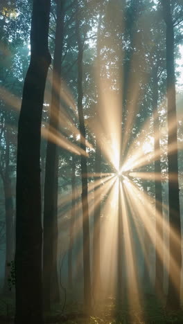 rayos de sol en el bosque de niebla