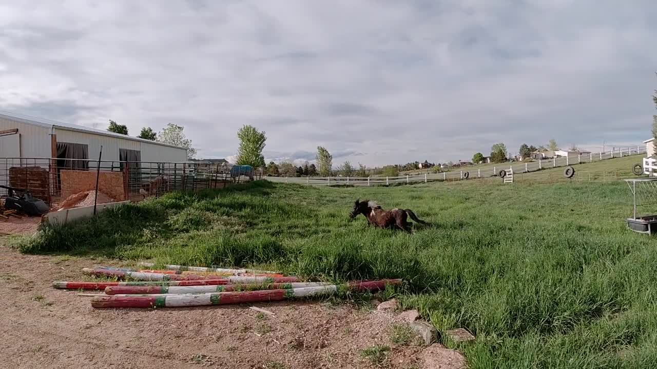 caballos en miniatura jugando y corriendo en un pasto de hierba