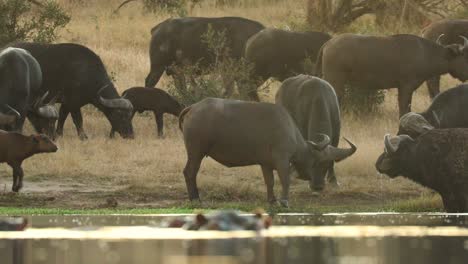 rack focus from a hippo in the water to a herd of cape buffalo drinking in the background, greater kruger