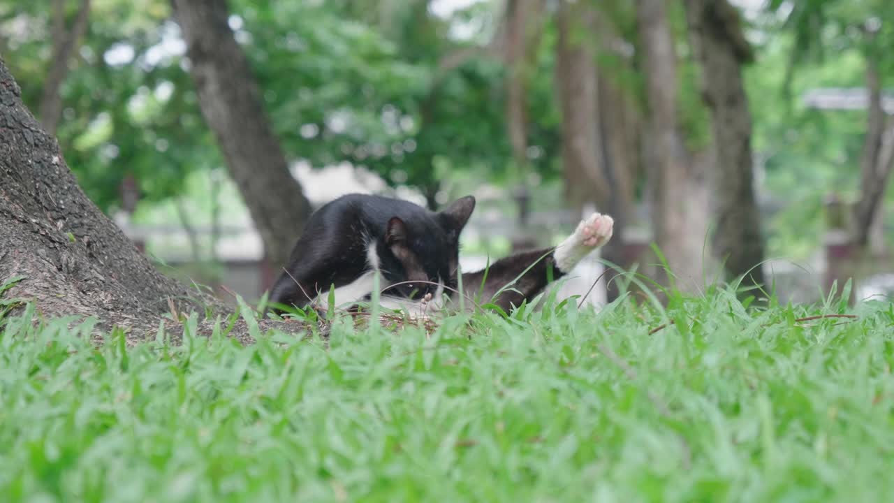 방의 피니 파크에 있는 고양이