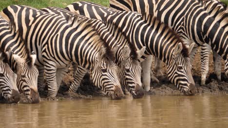 slow pan left across zebra faces drinking dirty water from muddy pond