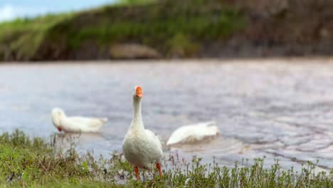un cisne blanco está en la orilla del río con otros cisnes bañándose en el río