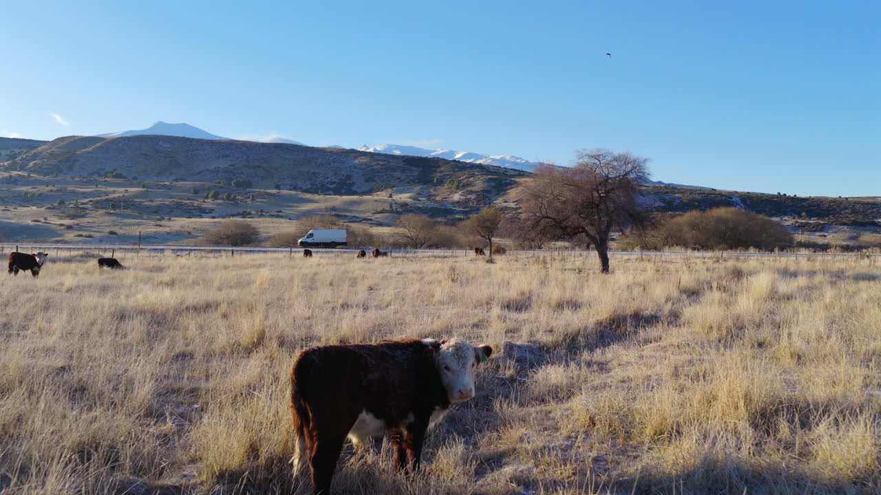 Approaching drone fly to a cow watching in rural field with mountains in background, Patagonia, Rout 40, Argentina