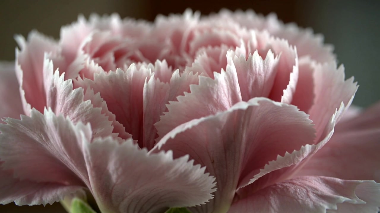 Pulling back camera exposing pale-pink carnation in studio, showing serrated petal texture, calyx