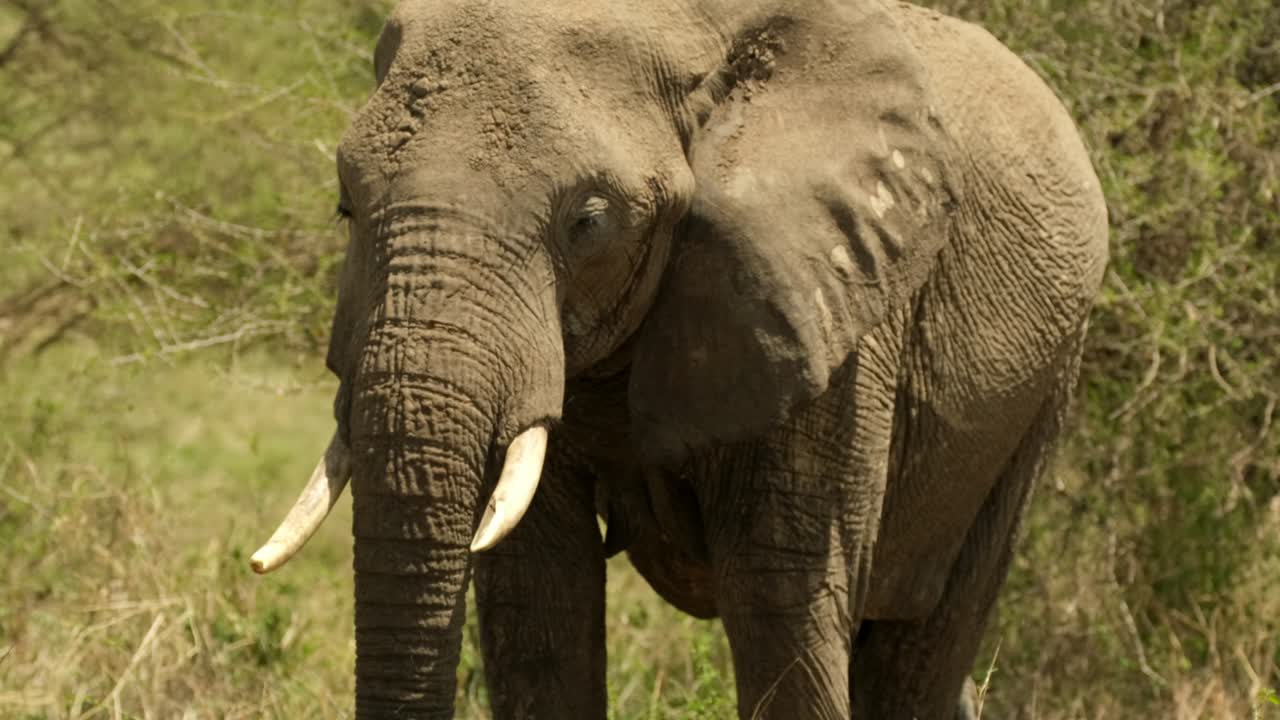 vista de cerca desde la parte delantera de un elefante feliz de pie en los prados