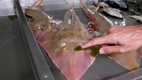 Fresh-fish-at-the-fishermen's-market,-stingrays