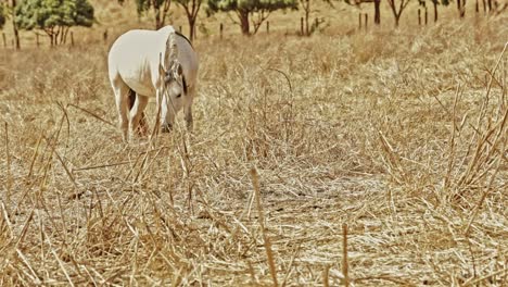 Horse-grazing-in-farm-field-with-dry-grass-or-hay-at-daytime