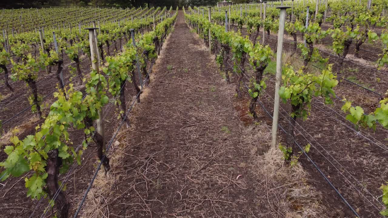 drone inicialmente volando bajo a lo largo de la fila de uvas de vino blanco en un viñedo de adelaide hills, luego sube más alto para mostrar más filas de vides